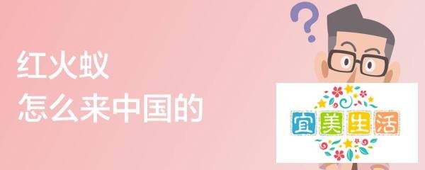 红火蚁怎么来中国的
