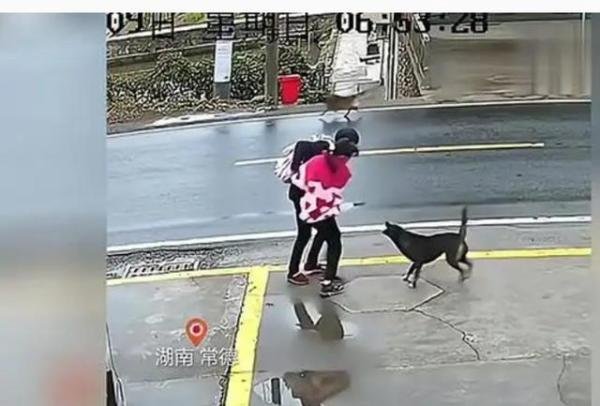 女孩等校车遭未拴绳狗扑咬 这是咋情况？