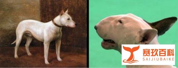 被虐待的宠物：长耳兔变剪耳兔