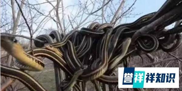中国八三年蛇灾是怎么回事 真相揭秘
