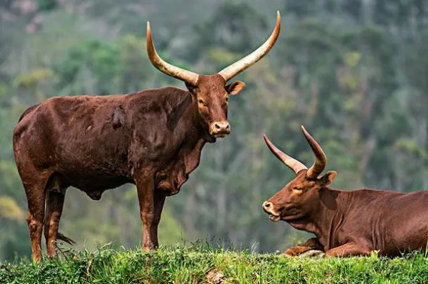 赤地千里说的是什么动物
