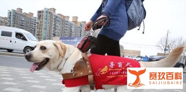 哈工大回应禁止导盲犬入内：为保护学生，确有需要可出示导盲犬证