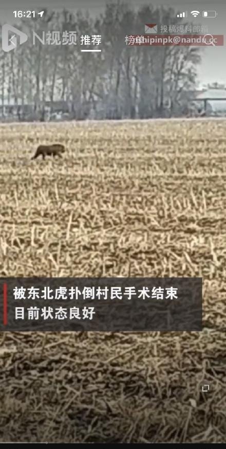 被进村东北虎扑倒女子手术结束 这是咋情况？
