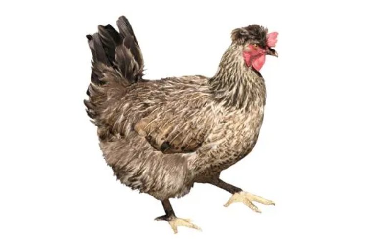 龟鹤之年是什么意思打一生肖