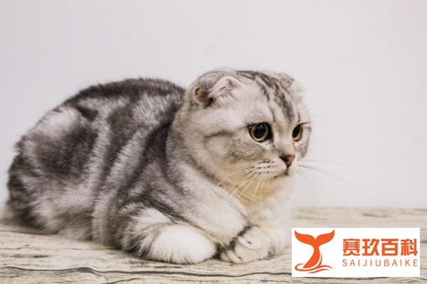 被虐待的宠物：长耳兔变剪耳兔