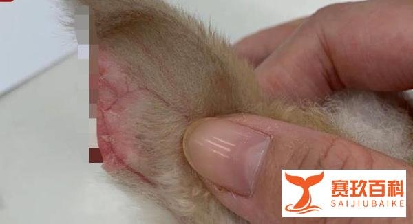 被虐待的宠物：长耳兔变剪耳兔