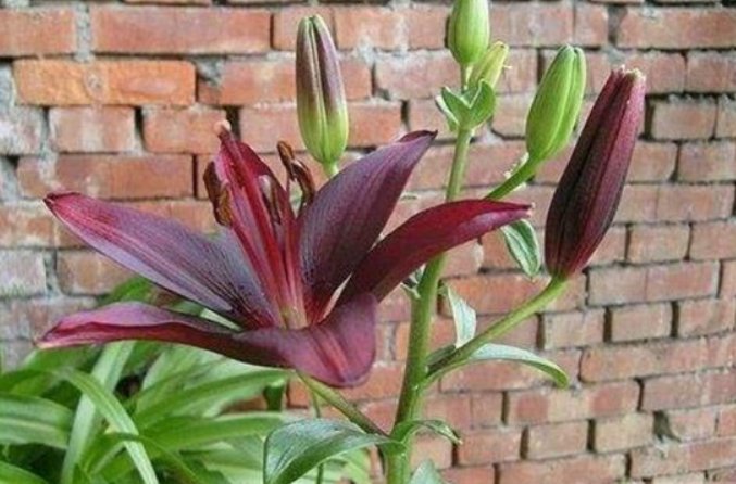 花语是杀戮的花是什么?