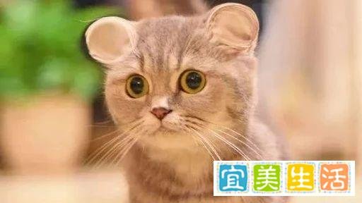 为什么老外听到，