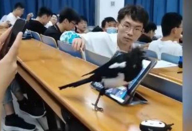 河北一女生耳机被飞进教室的喜鹊叼走,最终是如何还回来的?