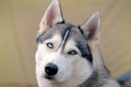 狼为什么不攻击哈士奇，三个原因导致狼把二哈当同类不咬它