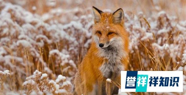 大兴安岭“火狐狸”当事人现身致歉,我们不该造假!
