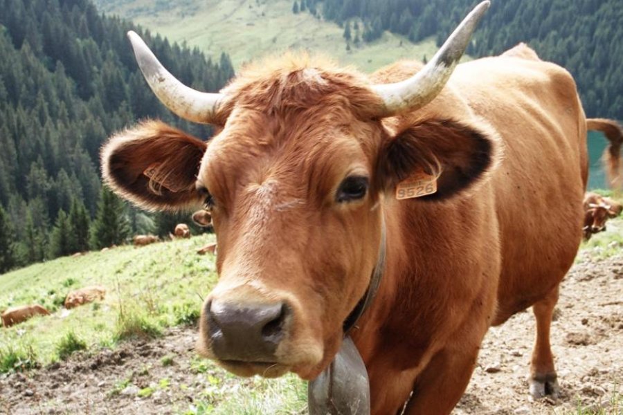 勤以立身的意思是什么生肖和动物