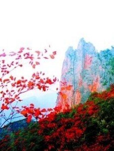 相约山楂树的介绍
