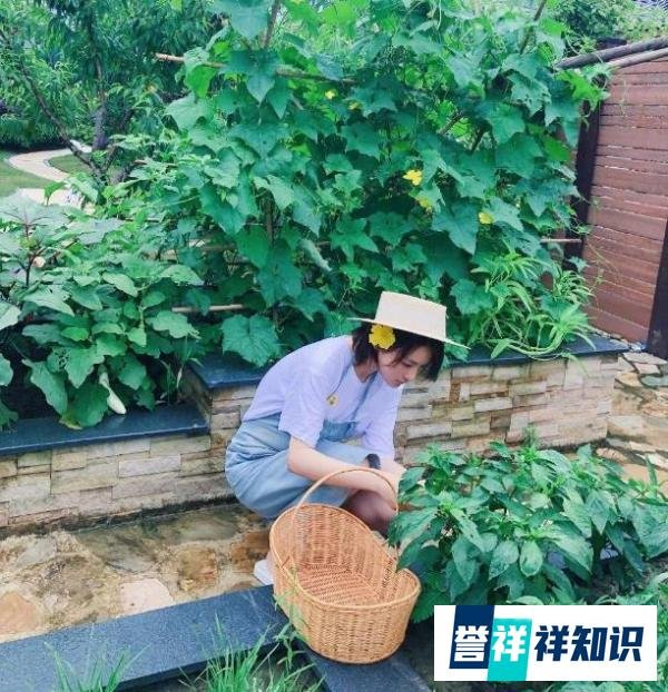 张馨予的豪宅院子，比李子柒的还梦幻，满是花海，宛如仙境