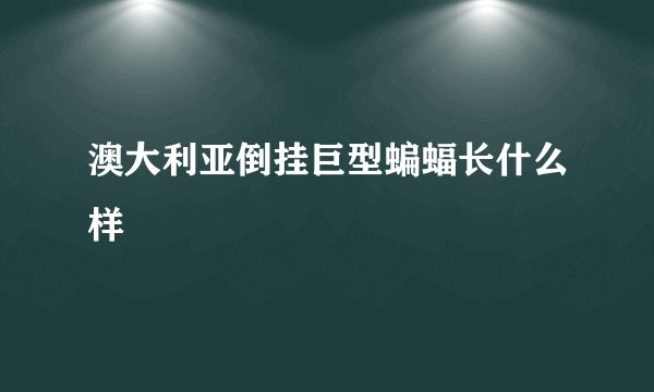 澳大利亚倒挂巨型蝙蝠长什么样