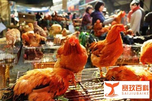 年初的猜测在落实了,四川印发通知,逐步取消现场宰杀销售活禽