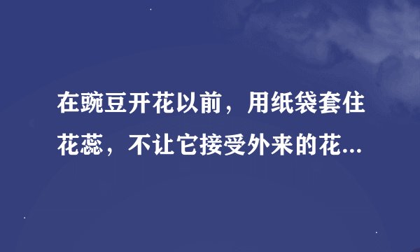 在豌豆开花以前，用纸袋套住花蕊，不让它接受外来的花粉，最终也能产生种子，原因是（　　）    A．豌豆