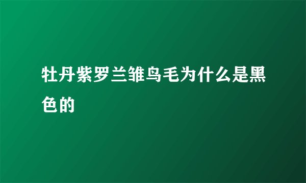 牡丹紫罗兰雏鸟毛为什么是黑色的