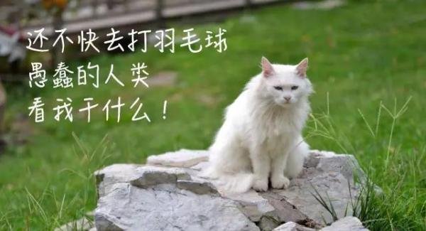 伪球迷十大特征