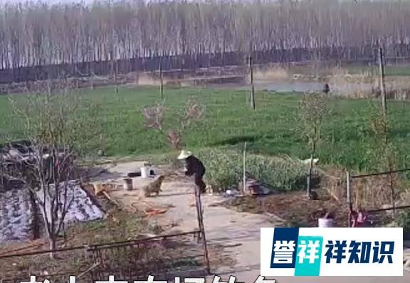 江苏一只藏獒突然发狂咬人，一名老汉抡起水桶，就是一顿打