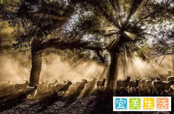 常被忽视的相机“景深预览”功能,你会用吗?