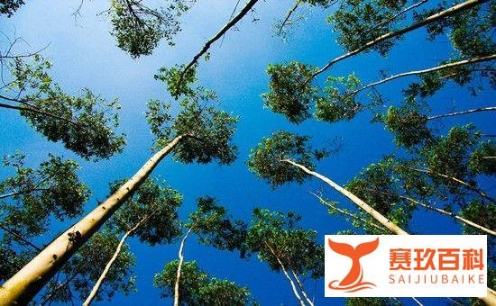 澳大利亚水火两重天，考拉宣布灭绝？