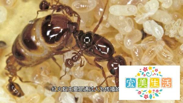 红火蚁怎么来中国的