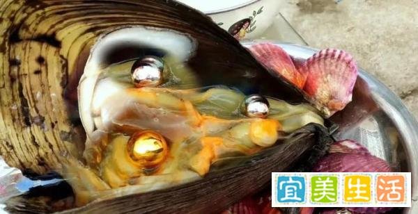 令人惊喜!女子网购贻贝称吃出多颗珍珠,网友羡慕不已