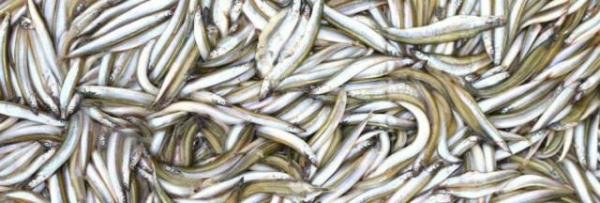 玉筋鱼汁是什么 玉筋鱼汁指的是什么