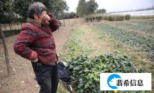 河南万吨蔬菜滞销，山东农民忍痛毁菜，谁来为其担责？
