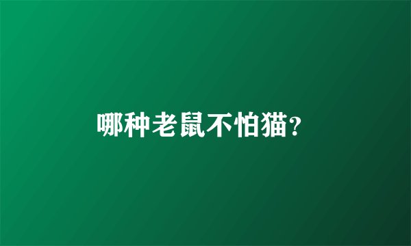 哪种老鼠不怕猫？