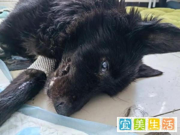 永远的帅妞光明(媞娅)