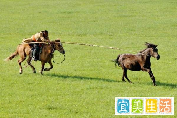 求歌词：跑马的汉子 歌词