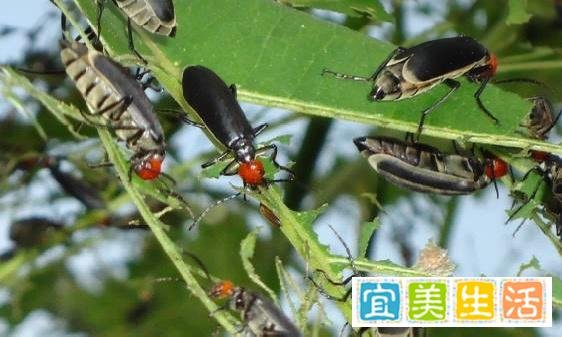 《湖南局部地区惊现大量“鸡公虫”，如何应对？》