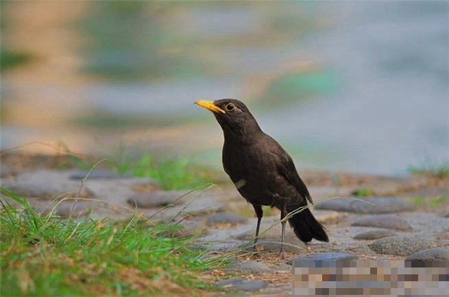 成年鹩哥价格