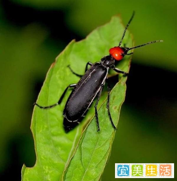 《湖南局部地区惊现大量“鸡公虫”，如何应对？》