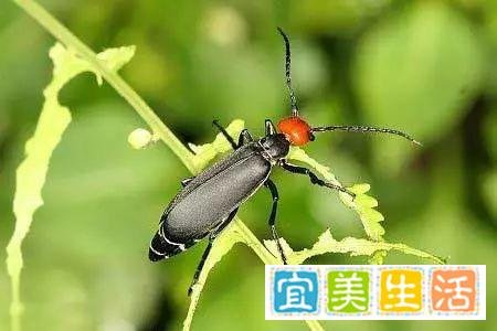 《湖南局部地区惊现大量“鸡公虫”，如何应对？》