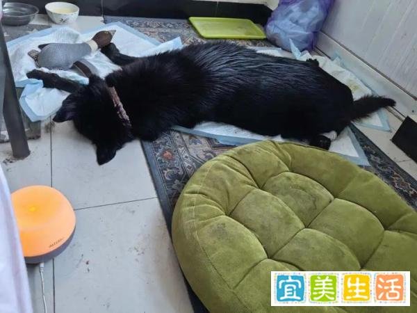 永远的帅妞光明(媞娅)