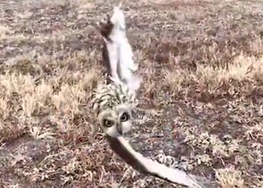 天津大叔碎碎念式解救猫头鹰，遇到此类情况该如何正确帮其逃生？