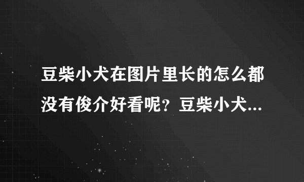 豆柴小犬在图片里长的怎么都没有俊介好看呢？豆柴小犬哪里有买啊？大约多少钱？俊介为什么比一般的好看啊