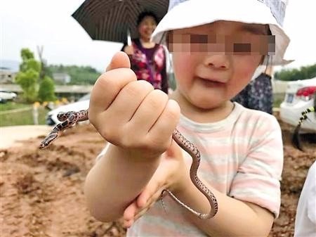 捉毒蛇让女儿把玩被咬也不在意是怎么回事