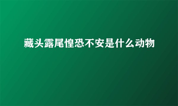 藏头露尾惶恐不安是什么动物