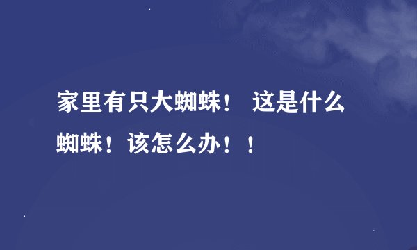 家里有只大蜘蛛！ 这是什么蜘蛛！该怎么办！！