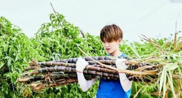 网友爆料《向往6》雇洗碗阿姨,言语中漏洞明显,导演发文否认