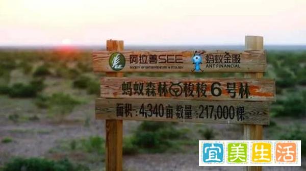 马云花巨资在沙漠里种树，承诺每年1亿棵，8年过去树怎么样了？