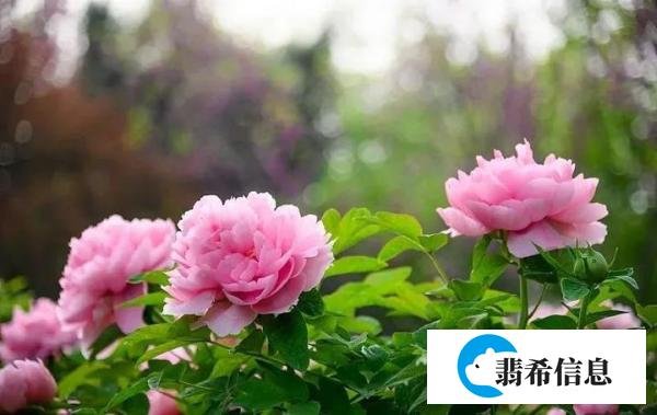 谷雨过后再无寒，人间芳菲已向暖