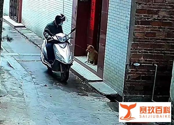 男子喷射不明液体，狗狗立马倒地死亡？警方介入...
