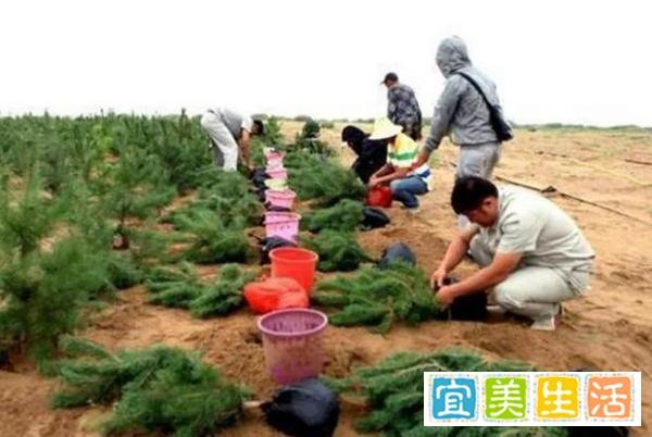 马云花巨资在沙漠里种树，承诺每年1亿棵，8年过去树怎么样了？