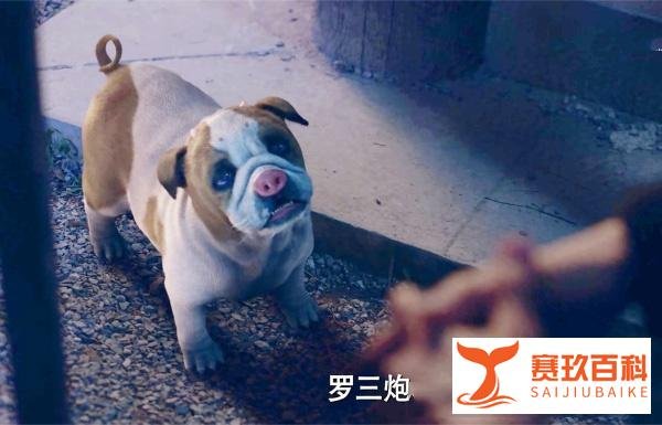 《斗罗大陆》翻车,肖战都拯救不了,央视与人民日报的点评成了笑话!