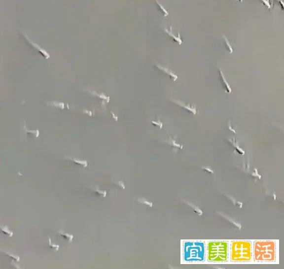 珠江水面现鱼群齐游，专家回应【小法知时事】